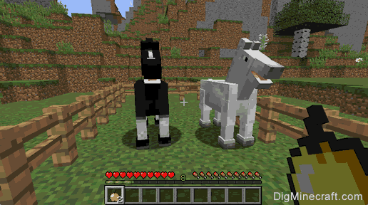 Step about How to Breed Horses in Minecraft