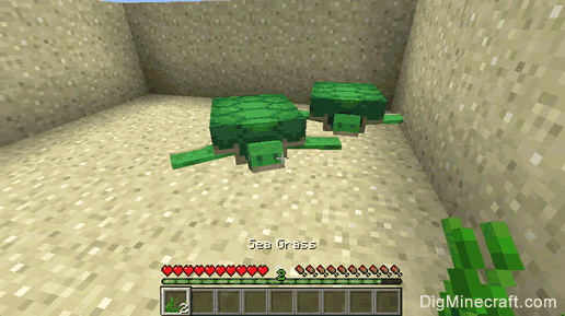 How to Breed Turtles Minecraft