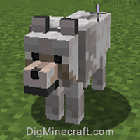 Tame a Wolf in Minecraft