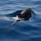 black dolphin on body of water dolphin emulator settings