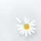 How To Build a Website Around Your Logo in an Afternoon white daisy in bloom close up photo homepage layout, minimalist design, logo centered